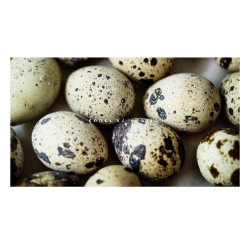 

Telur Puyuh / Quail eggs isi 10