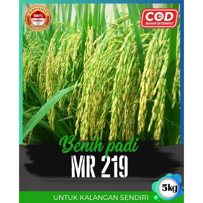 benih padi mr 219 5kg