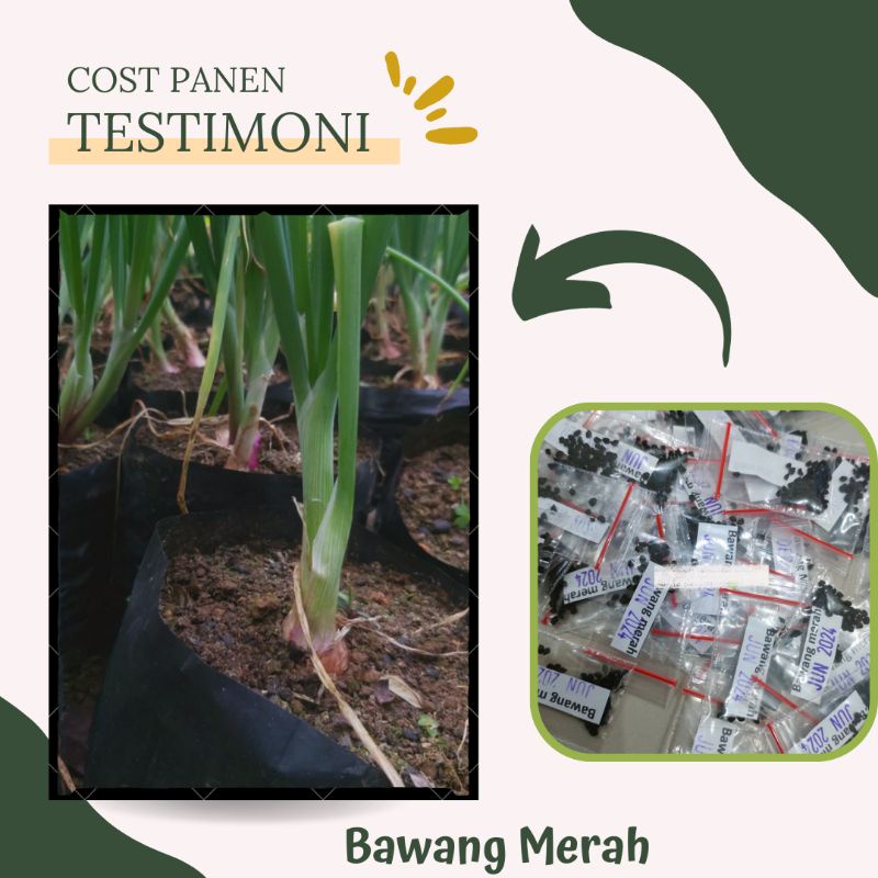 BENIH BAWANG MERAH LOKANANTA