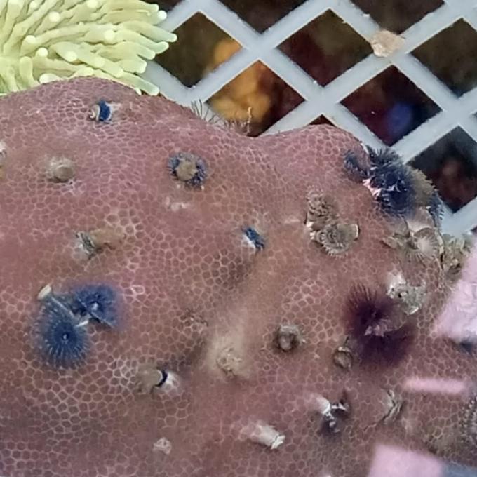 ] cacing natal/ cristmas tree coral