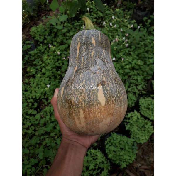 Benih bibit labu madu sonny squash isi 7 biji