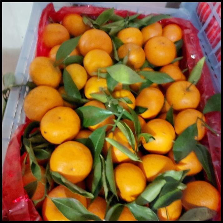 

TERMURAH BUAH JERUK SANTANG ORANGE/ BUAH JERUK IMPORT !!!!!!!