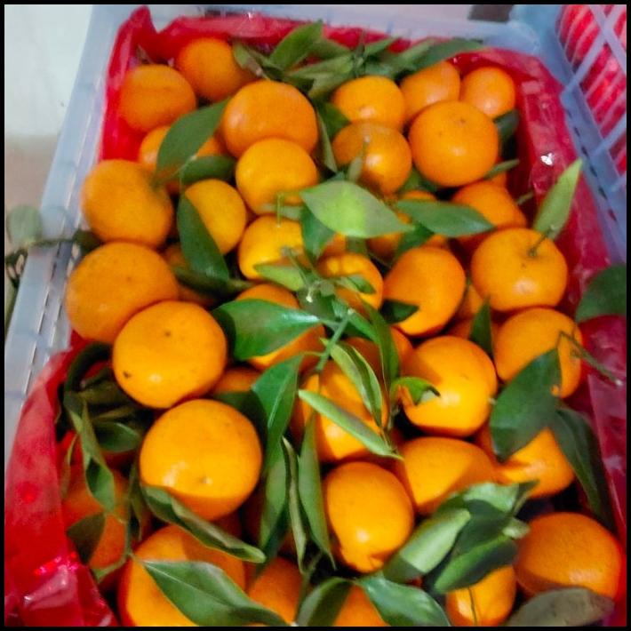 

DISKON BUAH JERUK SANTANG NIANJU 6,5 KG/ JERUK IMPORT FRESH/ GIFT