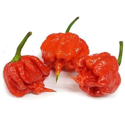 

Ready Stokk Utuh Cabe Carolina Reaper Seed Penyemaian Terbaik Langsung Dari Buah