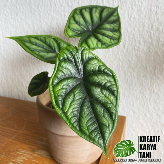 TANAMAN HIAS ALOCASIA DRAGON SCALE - ALOCASIA DRAGON SCALE