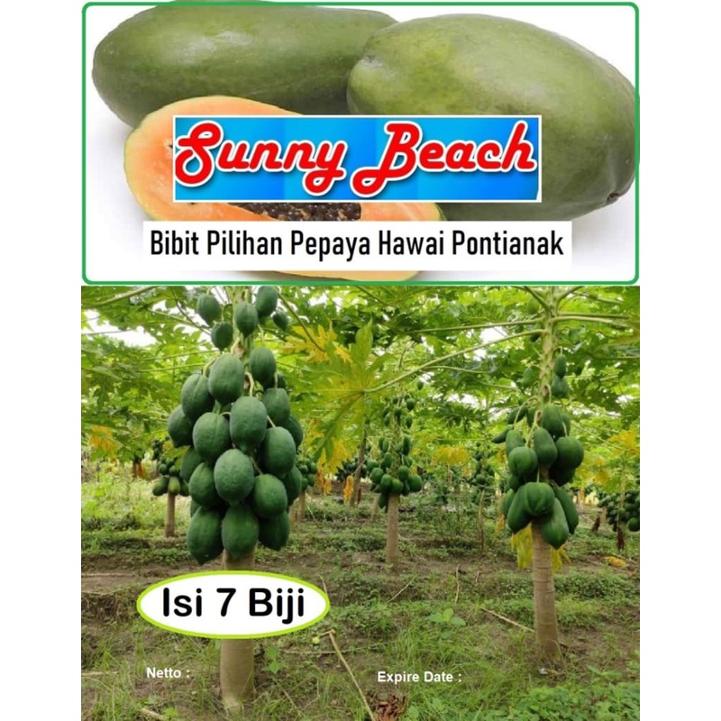 Bibit Pilihan Pepaya Hawai Pontianak|Biji Benih Pepaya Hawai Pontianak