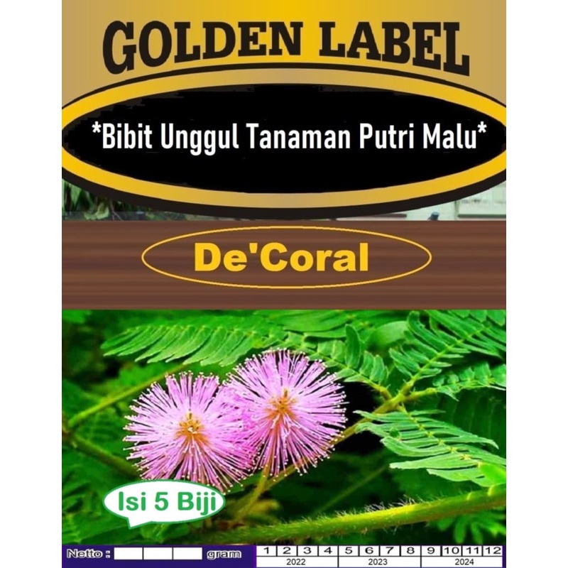 Bibit Unggul Tanaman Putri Malu|Benih Putri Malu|Biji Bibit Putri Malu