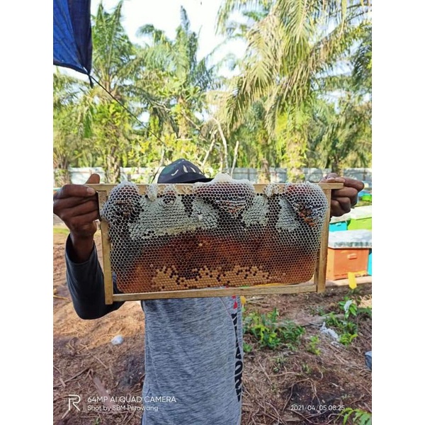 

( Cod )Madu Hutan 1Kg Grade A Pure Honey