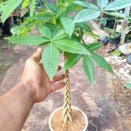 Diskon besar-besaran TANAMAN HIAS PACHIRA POHON PACIRA MONEY TREE + POT PUTIH New 1135