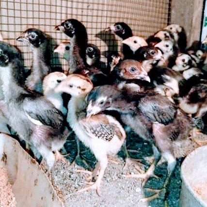 [Ori] Anakan Bangkok Pakoy/Kaki Ubed/Calon Brakot Dan Brutal/1Bulan Bisa Sameday