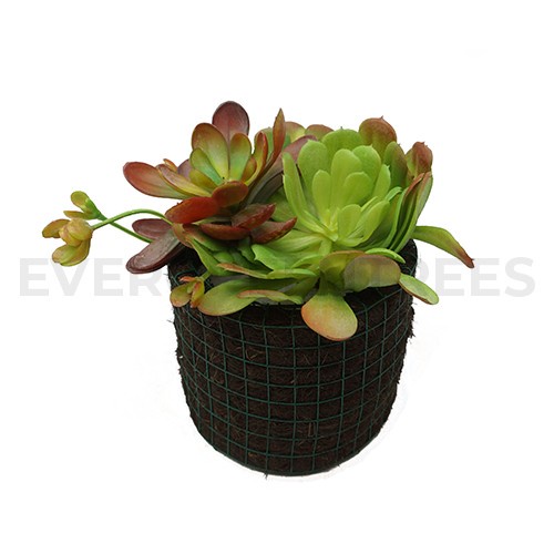 ✅Ready Tanaman Palsu/ Mix Black Master Agave Green And Blue Lotus Dk Green Bisa Gojek