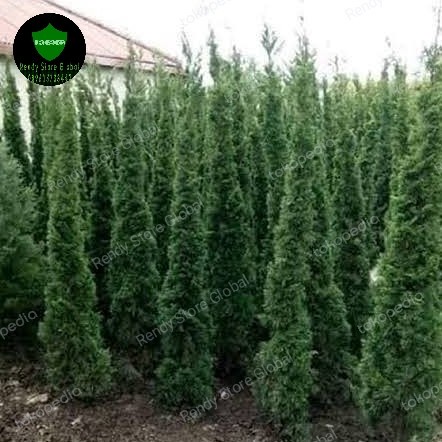 ✅Ready Cemara Lilin 2Meter - Cemara Lilin - Pohon Cemara Limited