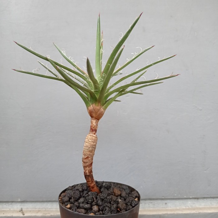 ✨COD Agave Leopoldii Koleksi Item. Limited