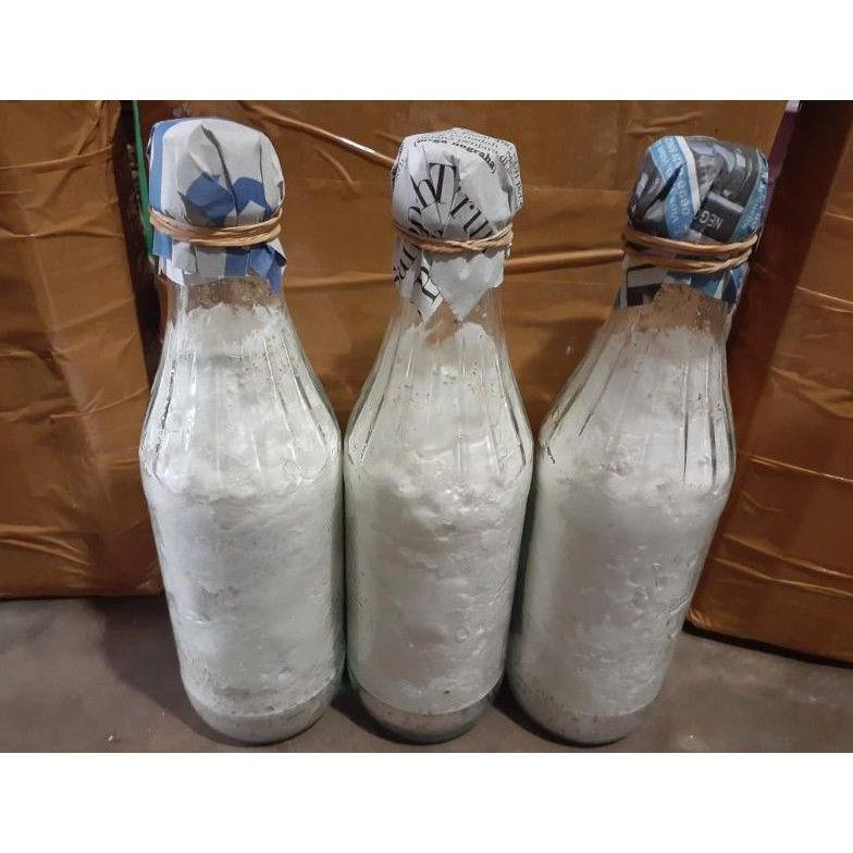 

Flash Sale Bibit jamur shitake F2