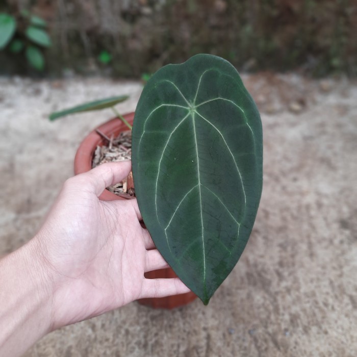 [New Ori] Anthurium Forgetii Dark Form Tanaman Hias Bisa Gojek