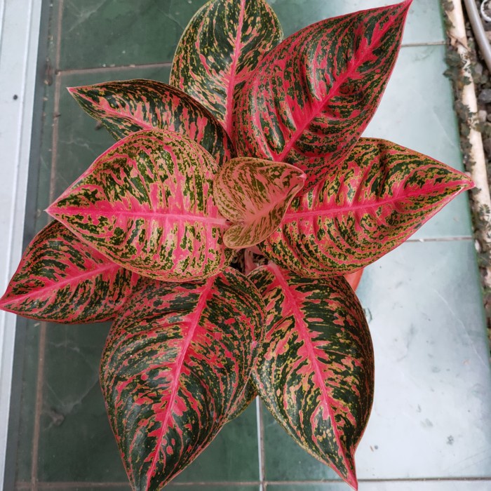 [New Ori] Aglonema Reanita Surya Limited