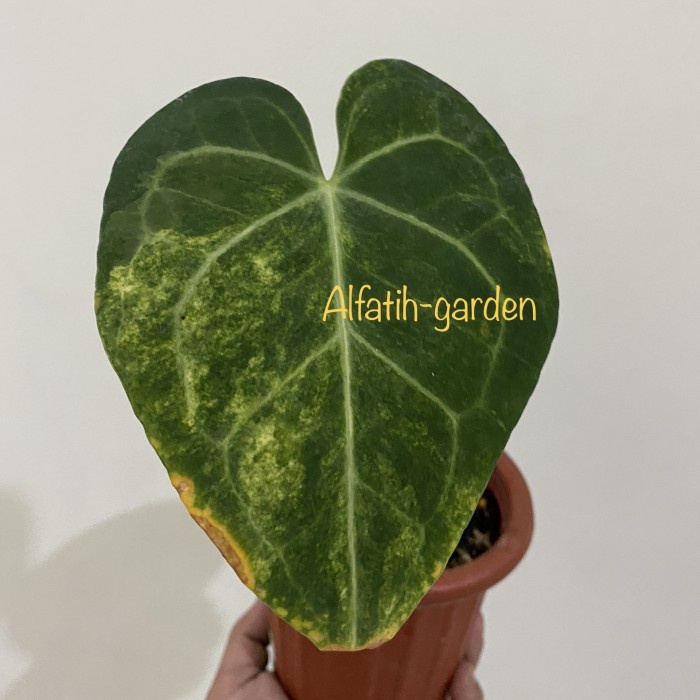 [New Ori] Anthurium Clarinervium Varigata Berkualitas