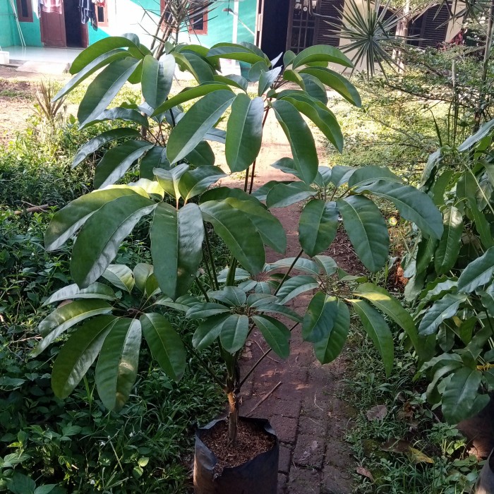 TANAMAN HIAS WALISONGO DAUN BESAR 1.30CM