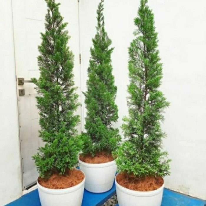 PBE - tanaman cemara lilin / cemara natal / cemara natal 1.25 cm