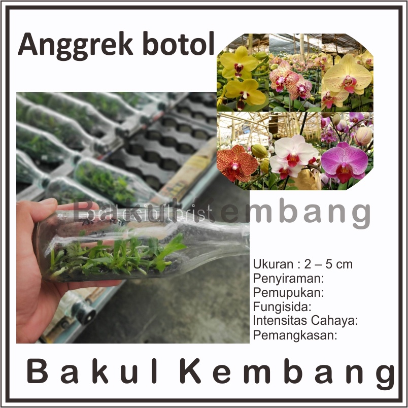 BIBIT ANGGREK BULAN BOTOL  anggrek bulan botol  anggrek bulan botolan - BAKUL KEMBANG