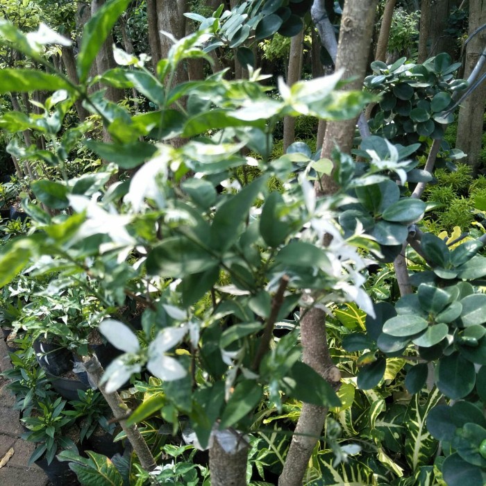 POHON ANTING PUTRI SALJU/BONSAI ANTING PUTRI SALJU/HIASAN TAMAN RUMAH