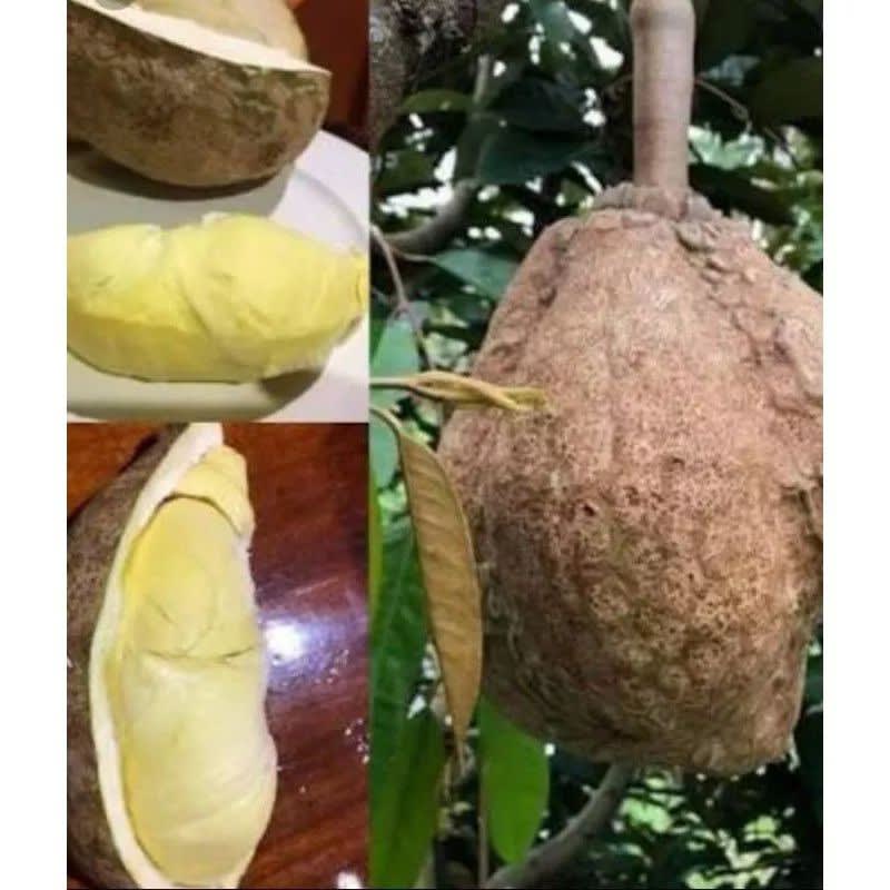 Durian Gundul kaki Tiga