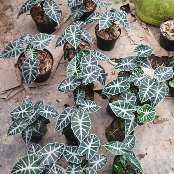 TANAMAN HIAS ALOCASIA PARASOL - ALOCASIA PARASOL MINI - ALOCASIA