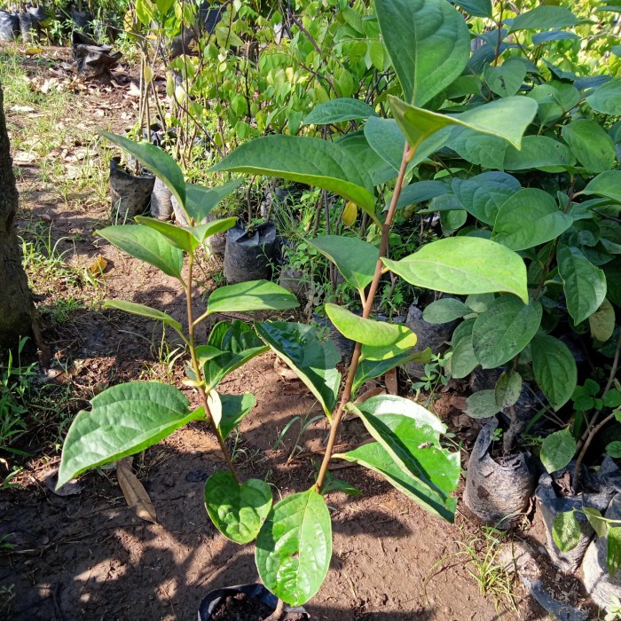 BIBIT TANAMAN KESEMEK POHON KESEMEK CANGKOK CEPAT BERBUAH