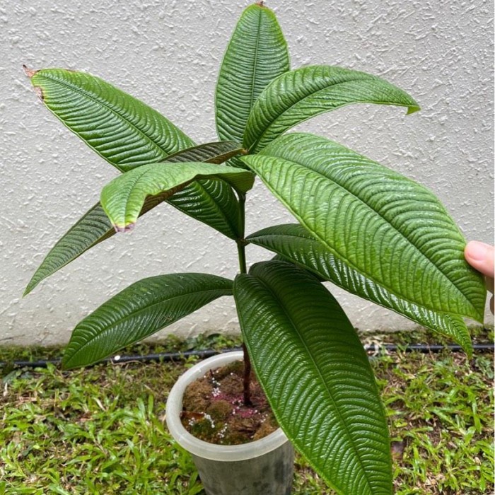 BIBIT JAMBU PAPUA / SULAWESI ORI (SYZYGIUM JIEWHOEI) TANAMAN LANGKA