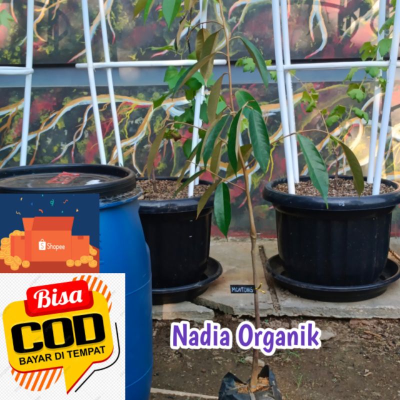 Bibit DURIAN MONTONG (COD)