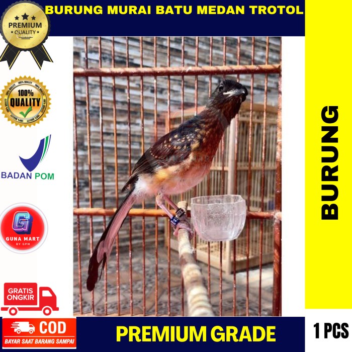 paling diminati] Burung Trotol Murai Batu Medan Ternakan Prediksi Jantan Non Gembung