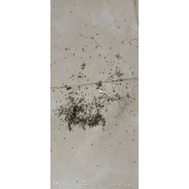 Obat Nyamuk Elektrik