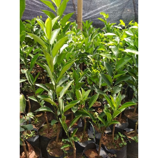 bibit jeruk santang Madu / Mandarin