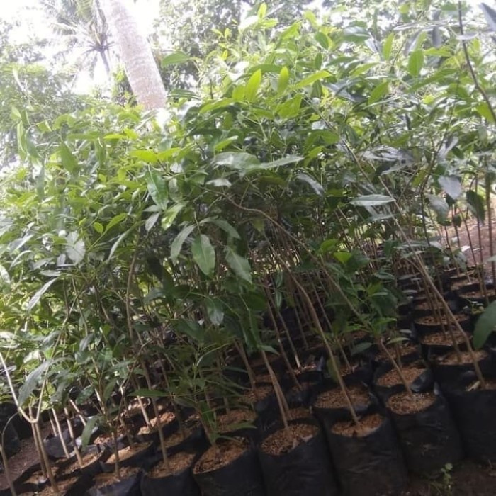 Promo Tanaman Tabebuya 1Meter/Tanaman Peneduh