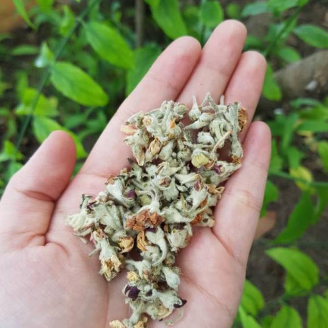 

PREMIUM- Apple blossom flower tea 100gram / teh BUNGA APEL lelei