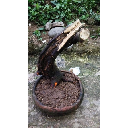 Bahan Bonsai Kaliandra