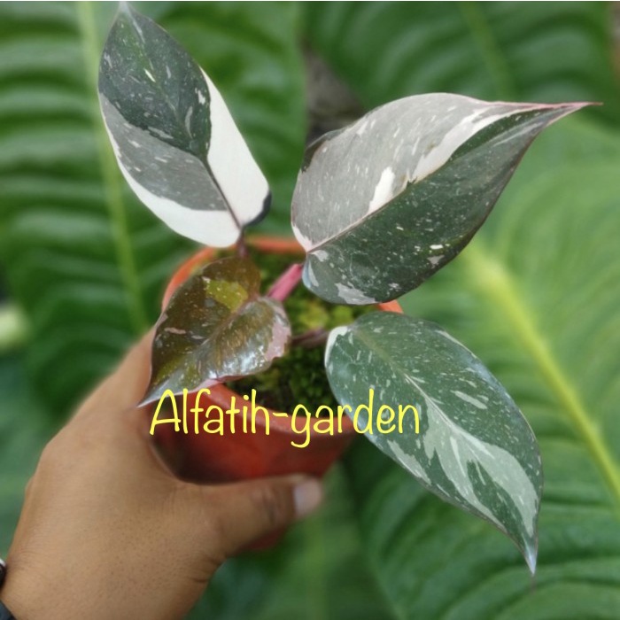 Philodendron Anderson