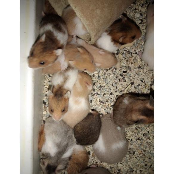 

Trendy Packing Isi Produk Berbagai Varian LaminHamsterevent !