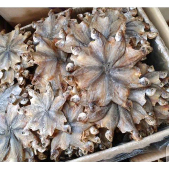 

Ikan Asin Sepat Rawa Bintang-1Kg Khr