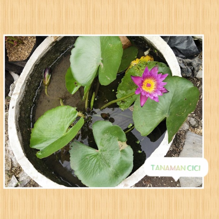 Promo Tanaman Bunga Teratai Air Berikut Pot Include Kurir Surabaya