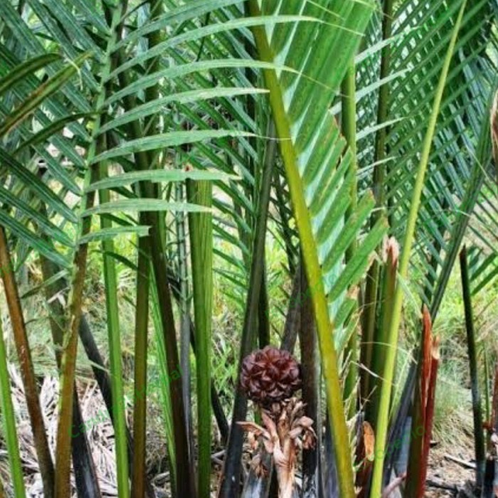READY Bibit pohon buah nipah tanaman daon tinggi 20-40 cm tanaman rawa