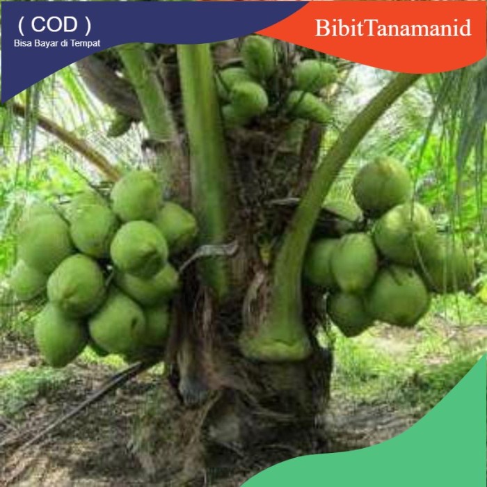 bibit kelapa hibrida benih pohon tanaman buah bisa untuk bonsai taman EE44