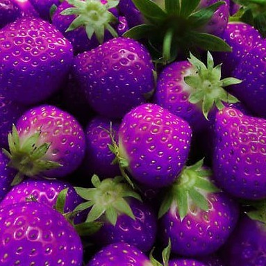 Benih STRAWBERRY UNGU(isi-3) - Bibit Biji Buah Tanaman EE44