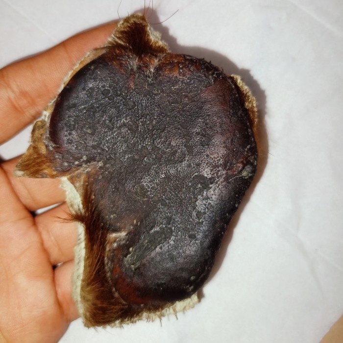 [Baru] Kulit Gedibal Hm Untuk Gantung Koncii Pajangan Agman - K4Ki Maung Joss Diskon