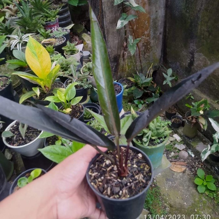 [New Ori] Anthurium Keris Black  Ori  Koleksian Berkualitas