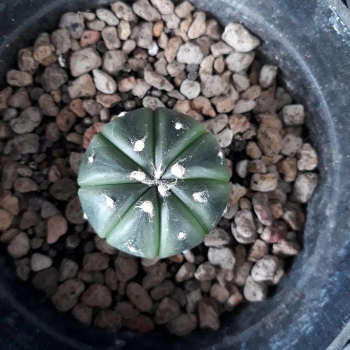 Kaktus Astrophytum Astro Asterias Asteria Ooibo Oibo Oaibo Produk 2 GVS