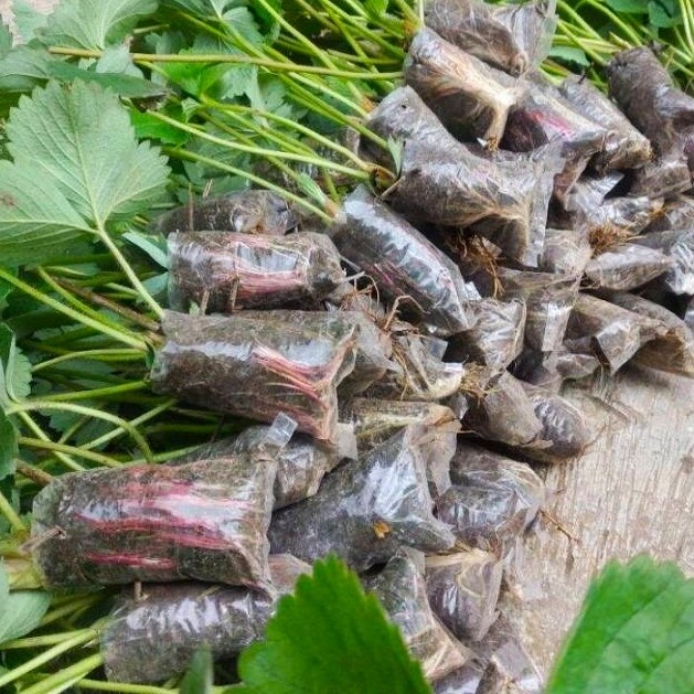 READY bibit unggul tanaman buah strawberry california jumbo bandung 3 pcs