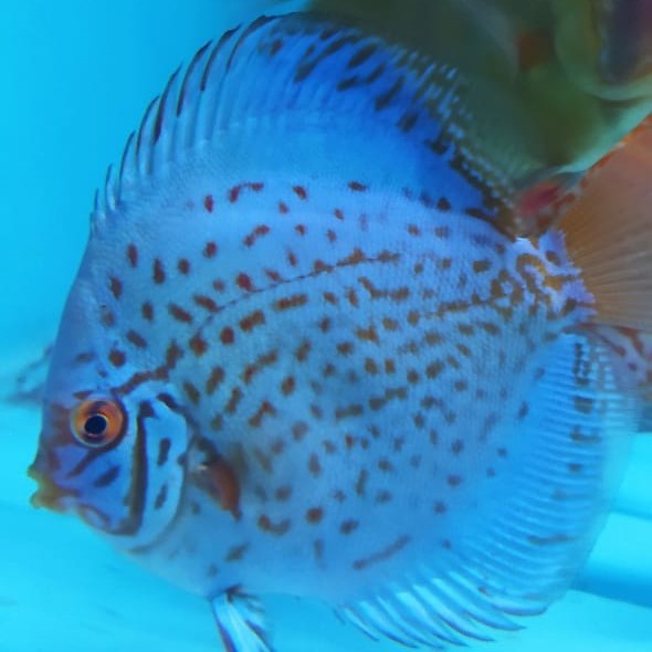 Promo Discus Blue Cobalt 2 Inch Body