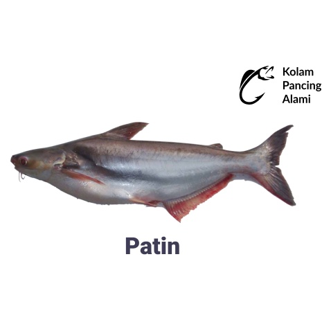 

Ikan Patin Segar