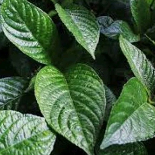 

Daun pecah beling/keji beling banyak manfaatnya